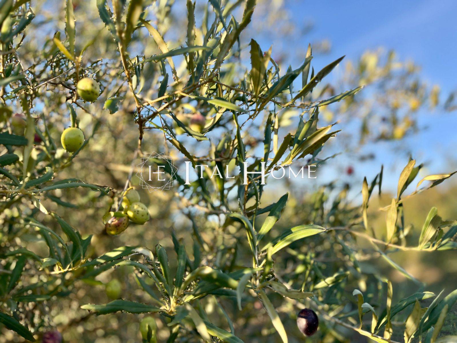 Terreno Agricolo a Alghero